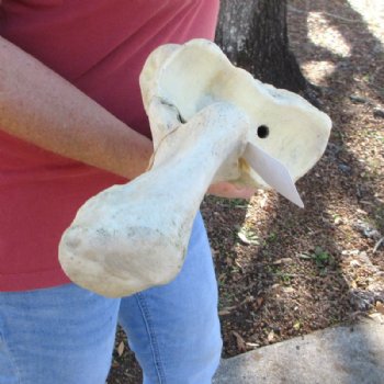 39 inches African Giraffe Radius Bone with Ulna for $164.99