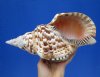 10-3/4 inches Large Atlantic Triton Trumpet Shell for Sale, Charonia Variegata (tiny holes on tip area) - Buy this one for $51.99