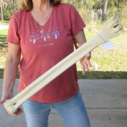 30 inches Real Gira...