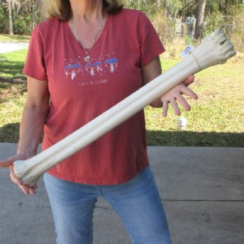 30 inches Real Giraffe Metatarsal Leg Bone for $159.99