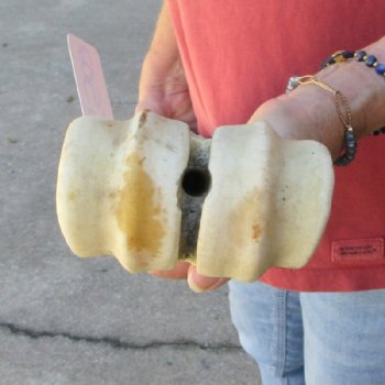 30 inches Real Giraffe Metatarsal Leg Bone for $159.99