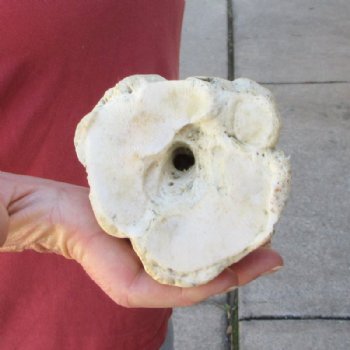 30 inches Real Giraffe Metatarsal Leg Bone for $159.99