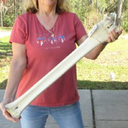 29 inches Real Afri...