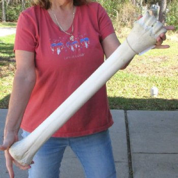 29 inches Real African Giraffe Metacarpal Leg Bone for $159.99