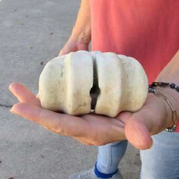 29 inches Real African Giraffe Metacarpal Leg Bone for $159.99