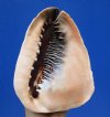 7-1/2 inches Large Queen Helmet Shell for Sale, Cassis Madagascariensis (white film inside shell) - Buy this one for $28.99