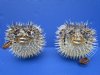 Two Porcupine Blowfish for Sale 6 and 6-1/2 inches - Buy these 2 for $9.00 each