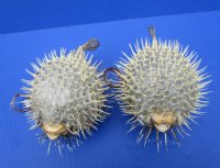 2 Dried Porcupine Fish for Sale 5-3/4 and 6 inches long - Buy these 2 for $6.50 each