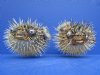 Two Dried Porcupine Fish for Sale 6-7/8 and 7-1/4 inches long - Buy these 2 for $9.00 each