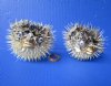 2 Dried Porcupine Fish for Sale 6 and 6-1/2 inches <font color=red> With Very Sharp Spines</font> - Buy these 2 for $9.00 each