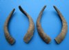 4 Single Natural African Goat Horns for Crafts 16-1/4 to 17-1/2 inches - Buy these for $13.00 each