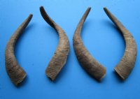 4 Single Natural African Goat Horns for Crafts 16-1/4 to 17-1/2 inches - Buy these for $13.00 each
