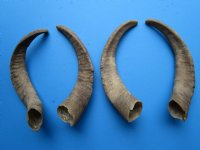 4 Single Natural African Goat Horns for Crafts 16-1/4 to 17-1/2 inches - Buy these for $13.00 each
