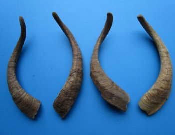 4 Single Natural African Goat Horns for Sale 16-3/4 to 17-3/4 inches - Buy these for $13.00 each