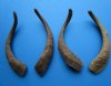 4 Single Natural African Goat Horns for Sale 16-3/4 to 17-3/4 inches - Buy these for $13.00 each