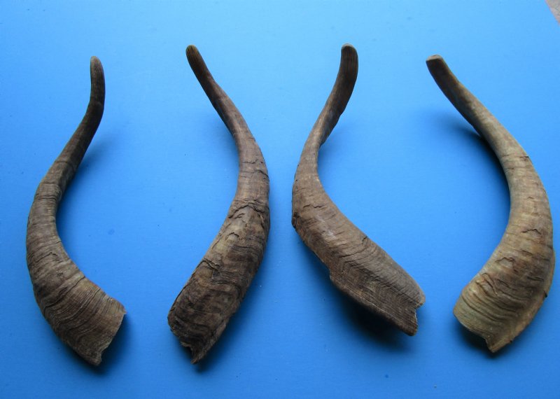 4 Single Natural African Goat Horns for Sale 163/4 to 173/4 inches