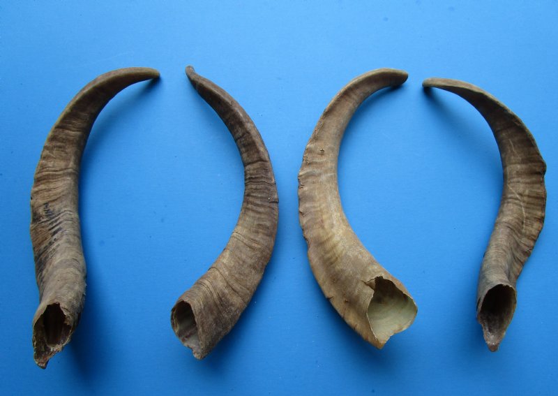 4 Single Natural African Goat Horns for Sale 163/4 to 173/4 inches