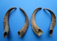 4 Single Natural African Goat Horns for Sale 16-3/4 to 17-3/4 inches - Buy these for $13.00 each