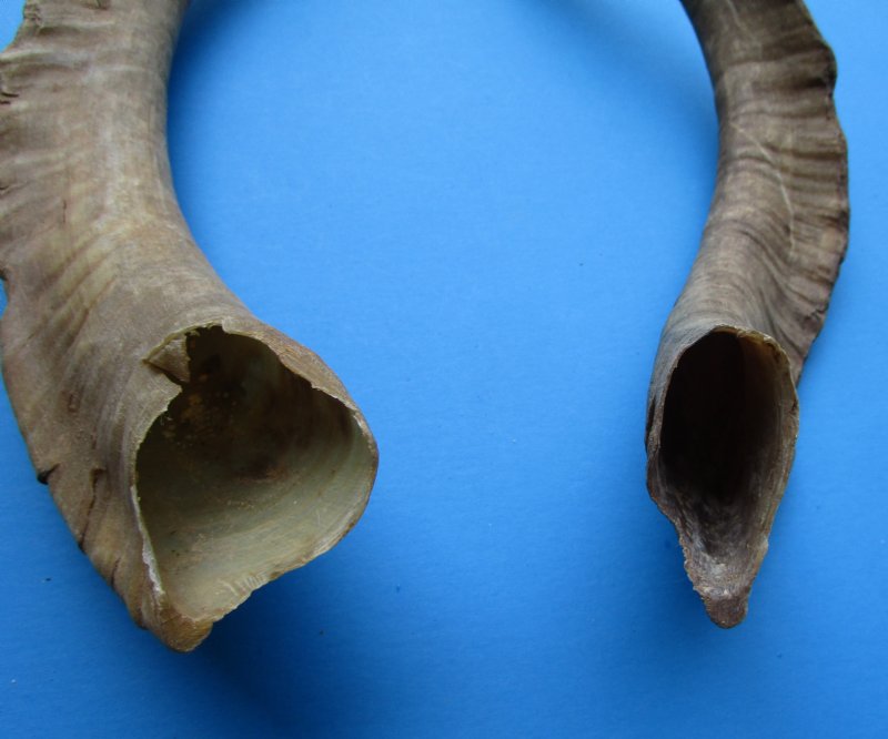 4 Single Natural African Goat Horns for Sale 163/4 to 173/4 inches