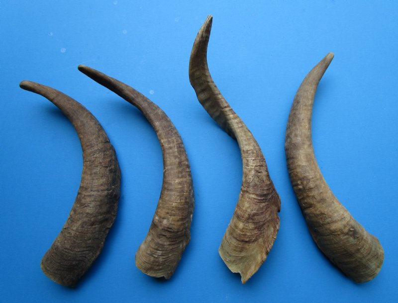 4 Natural African Goat Horns for Sale 151/2 to 173/4 inches Buy