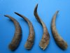 4 Natural African Goat Horns for Sale 15-1/2 to 17-3/4 inches - Buy these for $13.00 each