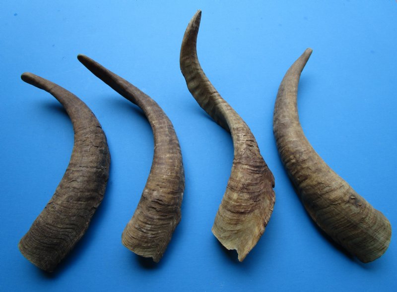 4 Natural African Goat Horns for Sale 151/2 to 173/4 inches Buy