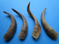 4 Natural African Goat Horns for Sale 15-1/2 to 17-3/4 inches - Buy these for $13.00 each