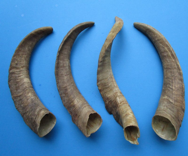 4 Natural African Goat Horns for Sale 151/2 to 173/4 inches Buy