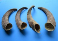 4 Natural African Goat Horns for Sale 15-1/2 to 17-3/4 inches - Buy these for $13.00 each