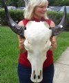 Real Asian Water Buffalo Skull with 14-1/4 inches Horns imported from India (Repair Putty on Teeth and Skull) - Buy this one for $99.99