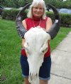 Authentic Asian Water Buffalo Skull with 16 and 17-1/2 inches horns (Repair Putty on Teeth and Skull) -  Buy this one for $99.99