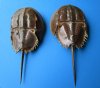 Two Sun Dried Molted Horseshoe Crabs for Sale 9-7/8 and 10-7/8 inches long - Buy these for $14.00 each