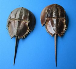 2 Sun Dried Molted Horseshoe Crabs for Sale 9-1/2 and 10-1/8 inches long - Buy these for $12.00 each