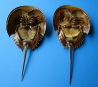 2 Sun Dried Molted Horseshoe Crabs for Sale 9-1/2 and 10-1/8 inches long - Buy these for $12.00 each