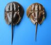 2 Large Molted Atlantic Horseshoe Crabs for Sale, Sun Dried, 9 and 9-1/2 inches long - Buy these 2 for $14.00 each