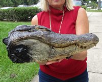 18-1/2 inches <font color=red> Extra Large</font> Florida Alligator Head with Eyes and Mouth Closed, Preserved with Formaldehyde - Buy this one for $99.99