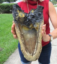 18-1/2 inches <font color=red> Extra Large</font> Florida Alligator Head with Eyes and Mouth Closed, Preserved with Formaldehyde - Buy this one for $99.99
