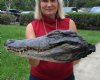16 inches Florida Alligator Head with Eyes and Mouth Closed, Preserved with Formaldehyde (couple holes in right side of head) - Buy this one for $84.99