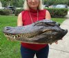17 inches <font color=red> Large</font> Preserved Florida Alligator Head for Sale, With Mouth and Eyes Closed, Cured with Formaldehyde - Buy this one for $94.99