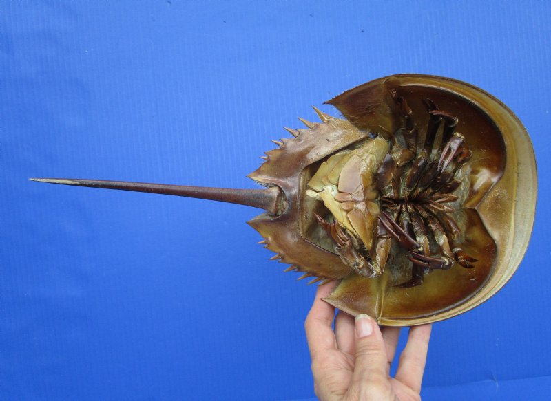 131/4 by 61/2 inches Large Dried, Molted Atlantic Horseshoe Crab for Sale