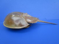 13-1/4 by 6-1/2 inches Large Dried, Molted Atlantic Horseshoe Crab for Sale - Buy this one for $14.99