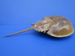 13-1/4 by 6-1/2 inches Large Dried, Molted Atlantic Horseshoe Crab for Sale - Buy this one for $14.99
