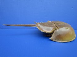 13-1/4 by 6-1/4 inches Large Dried, Molted Atlantic Horseshoe Crab for Sale - Buy this one for $14.99
