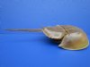13-1/4 by 6-1/4 inches Large Dried, Molted Atlantic Horseshoe Crab for Sale - Buy this one for $14.99