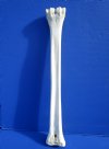 24-1/2 inches Real African Giraffe Metacarpal Leg Bone for Carving and Crafts - Buy this one for $89.99