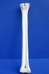 25 inches Authentic African Giraffe Metacarpal Leg Bone for Carving and Crafts - Buy this one for $89.99 