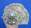 6 by 6 inches Large Green Turbo Marmoratus Shell for Sale - Buy this one for $46.99