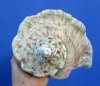 6-1/4 by 6-1/2 Large Turbo Marmoratus Shell for Sale - Buy this one for $46.99