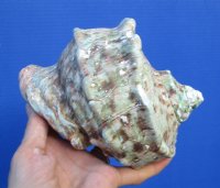 6-1/4 by 6-1/2 Large Turbo Marmoratus Shell for Sale - Buy this one for $46.99