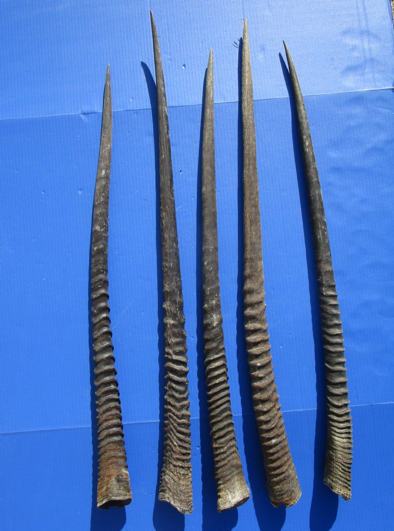 5 Large Gemsbok, Oryx Horns for Sale 331/2 to 371/2 inches
